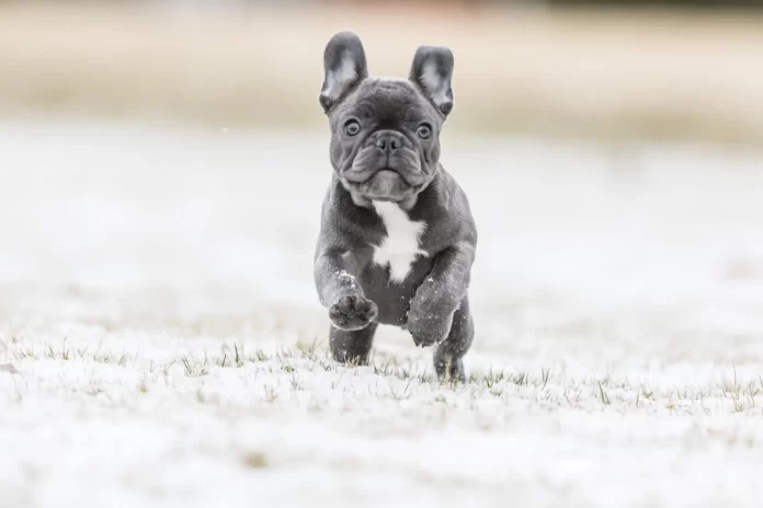 What is a Blue French Bulldog? Caring for Your Blue French Bulldog