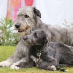 A Comprehensive Guide for Irish Wolfhound Puppies