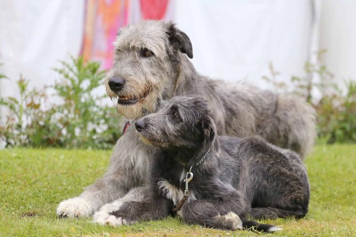 A Comprehensive Guide for Irish Wolfhound Puppies