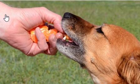 Can Dogs Have Mandarin Oranges