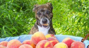 Can Dogs Eat Nectarines