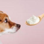 Can Dogs Eat Greek Yogurt
