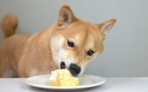Can Dogs Eat Tofu
