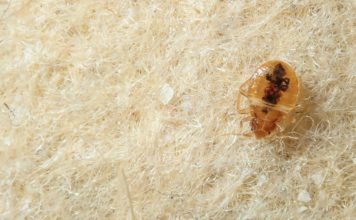 How to Find and Treat Bed Bugs in Early Stages