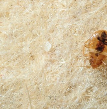 How to Find and Treat Bed Bugs in Early Stages